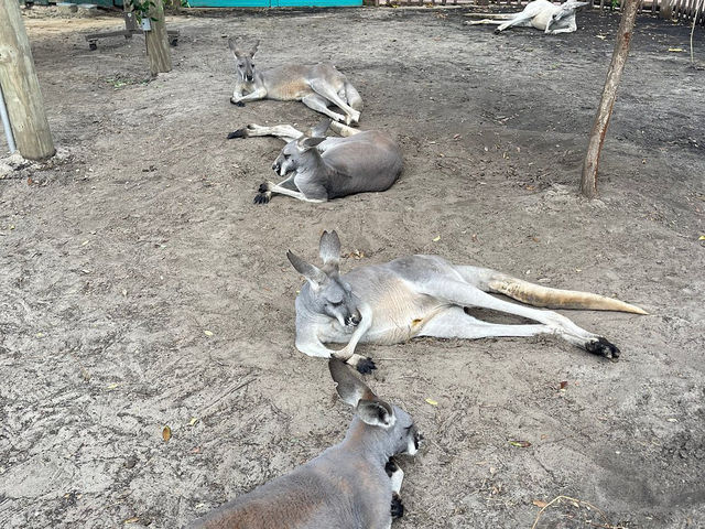 Busch Gardens - Good for quality family time