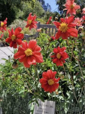 University of California Botanical Garden