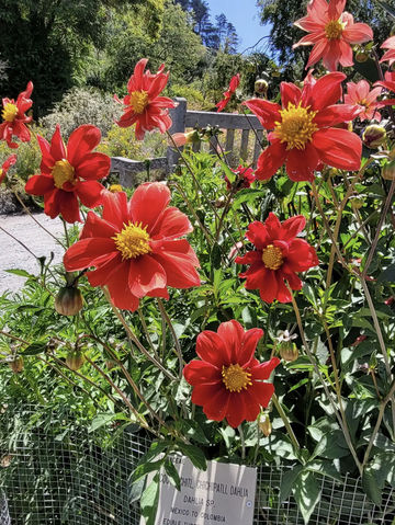 University of California Botanical Garden