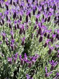 薰衣草與葡萄酒的浪漫邂逅