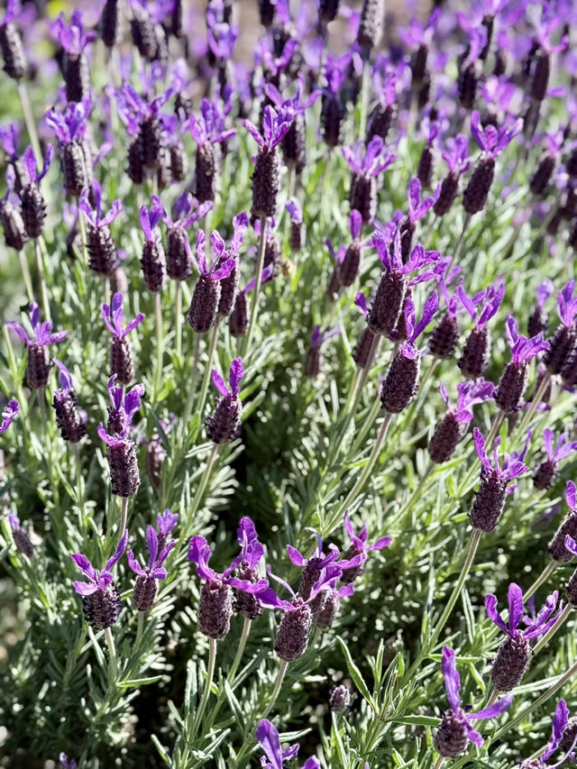薰衣草與葡萄酒的浪漫邂逅 薰衣草與葡萄酒的浪漫邂逅