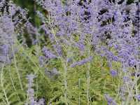 La Ferme aux Lavandes