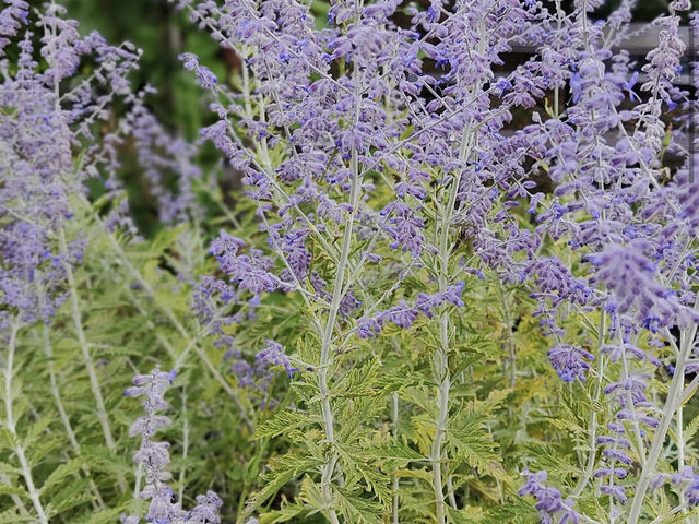 La Ferme aux Lavandes La Ferme aux Lavandes