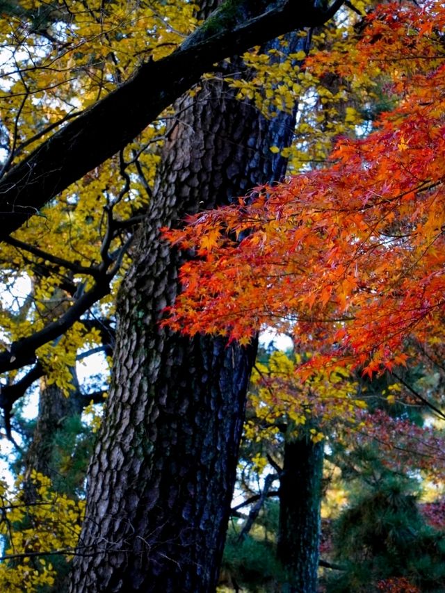 JAPAN AUTUMN 2025 JAPAN AUTUMN 2025