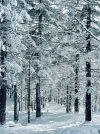 Ski Trip: Beidahu, Jilin