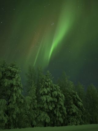 Aurora Magic Forest Lights🌲