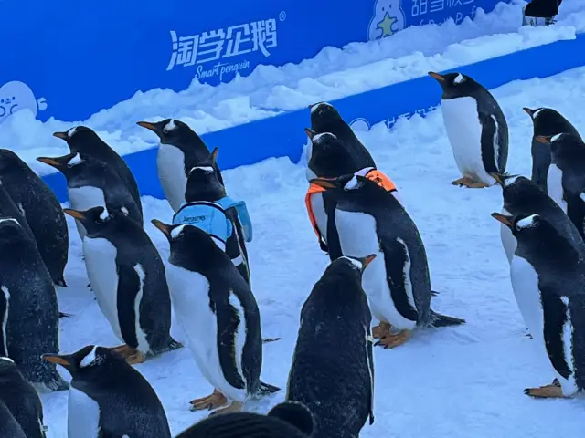 哈爾濱極地館：主要景點及亮點