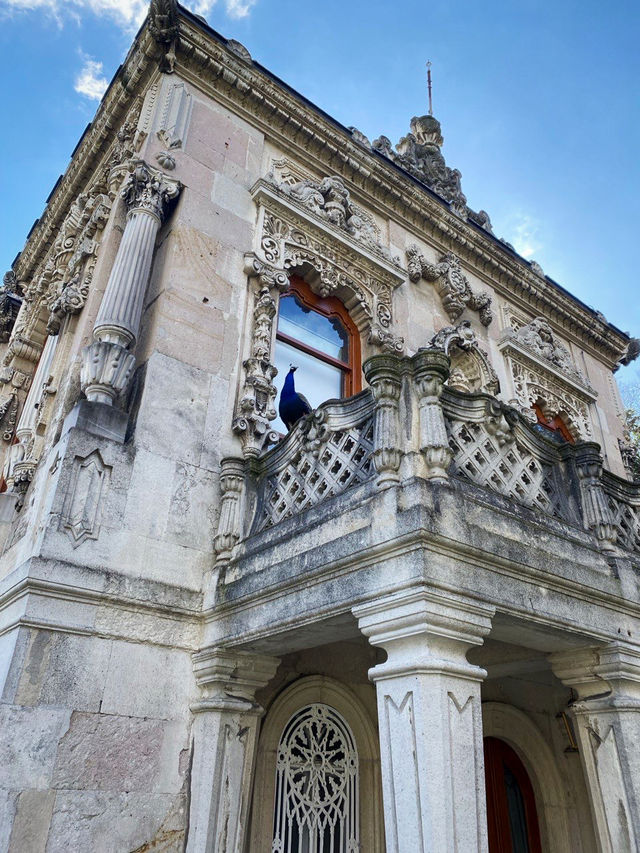 🦚 POV: My 3 AM Dream. Peacocks Living In A 19th-Century Palace