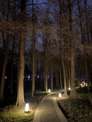 🌸 Gucun Park Shanghai | Enjoy cherry blossoms at night.