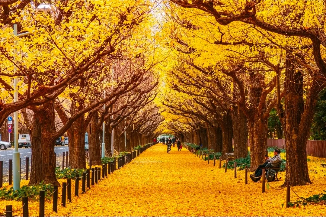 Japan in Autumn 🍁🇯🇵 | A World Painted in Gold and Red

Autumn in Japan is like stepping into a beautiful dream. As the weather turns cool, the country transforms into a breathtaking landscape of fiery red maple leaves, golden ginkgo trees, and peaceful gardens filled with warm autumn colors. 🍂✨

From the iconic temples of Kyoto surrounded by brilliant red foliage to the stunning views of Mount Fuji framed by golden leaves, every corner of Japan offers a magical scene. Explore the colorful paths of Arashiyama, enjoy the peaceful beauty of Lake Kawaguchi, and wander through traditional Japanese gardens where nature and culture blend perfectly.

The crisp autumn air, charming streets, historic shrines, and vibrant forests make this season one of the most beautiful times to discover Japan. Whether you're taking photographs, enjoying a quiet walk, or sipping warm tea beneath the autumn trees, every moment feels special.

Japan in autumn is not just a season—it's a beautiful experience filled with color, peace, and unforgettable memories. ❤️🍁

📍 Best places to enjoy autumn: Kyoto, Tokyo, Nikko, Mount Fuji & Lake Kawaguchi

#JapanInAutumn  #AutumnInJapan  #JapanTravel  #FallColors  #AutumnLeaves  #KyotoJapan  #MountFuji  #LakeKawaguchi  #BeautifulDestinations  #TravelPhotography  #TripMoments #naturalwonders #travel2026 #travel 