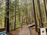 트와일라잇촬영지로 알려진 Vancouver에 위치한 Lynn Canyon park