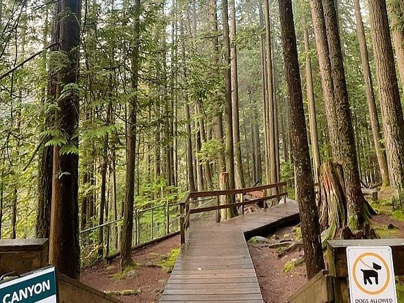 트와일라잇촬영지로 알려진 Vancouver에 위치한 Lynn Canyon park
