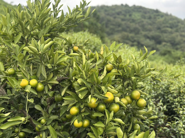 Tea picking in Ningbo  🌱