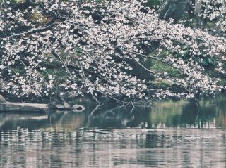 In this chaotic era, "white space" has become an ultimate luxury, and travel is precisely the art of leaving white space for the soul. Every day, our minds are overwhelmed by massive amounts of.