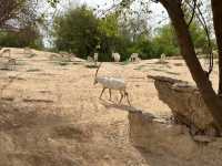 Al Ain Zoo  🐪
