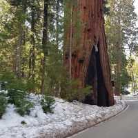 Gazing at Giants: Sequoia National Park