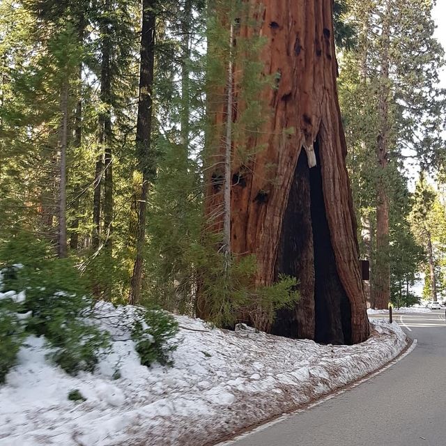 Gazing at Giants: Sequoia National Park