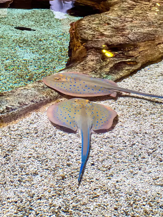 SeaWorld Yas Island is something else 🗺️❤️