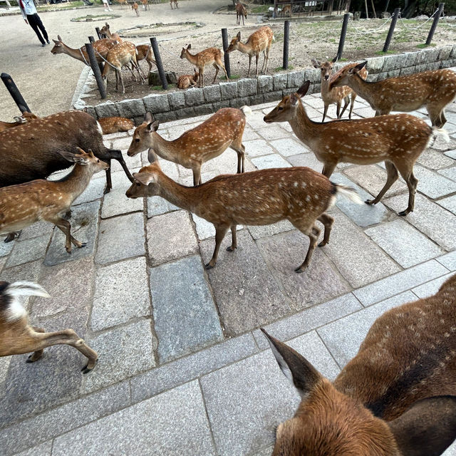 A must-visit to Mount Wakakusa in Japan! ⛰️ 