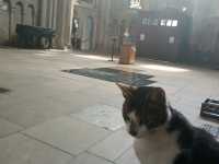 The friendly cathedral cat