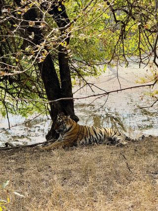 Wildlife Spotting in India 🐅
