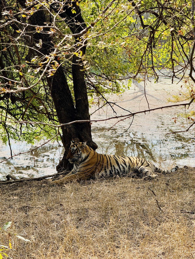 Wildlife Spotting in India 🐅