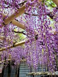 Springtime at Kasuga Taisha (Nara)