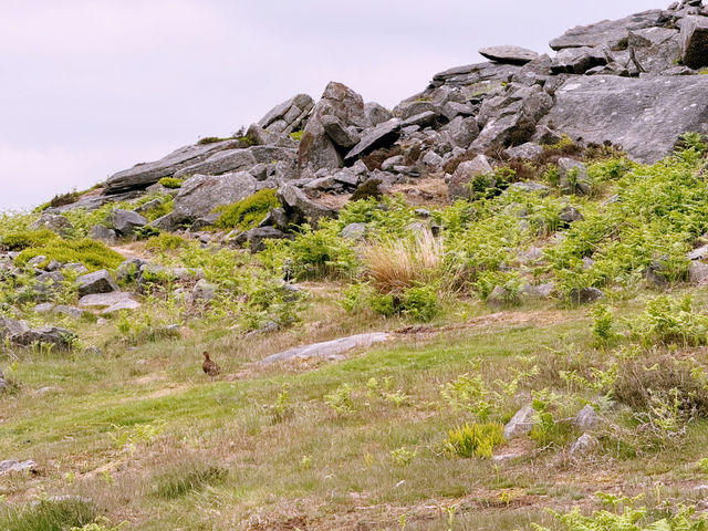 Manchester to Bamford Edge: A Hike Above the Clouds 🥾✨