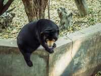 A Wild Day Out: Visiting Chiang Mai Zoo in Northern Thailand