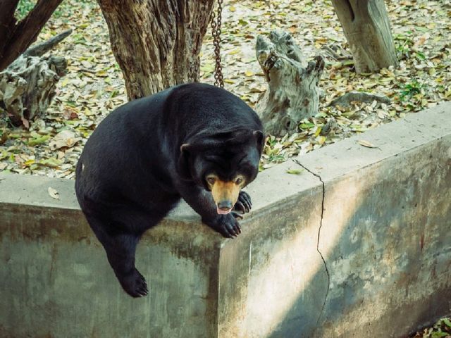 A Wild Day Out: Visiting Chiang Mai Zoo in Northern Thailand