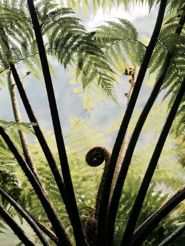 Step into a Prehistoric World: Suoluo Valley’s Jurassic Park Adventure!
