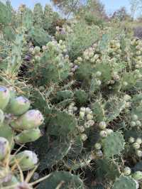 The Dunes of Maspalomas, Gran Canaria 🏜️