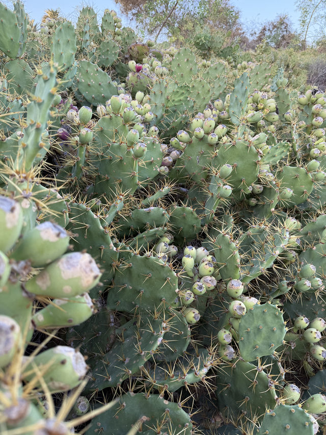 The Dunes of Maspalomas, Gran Canaria 🏜️
