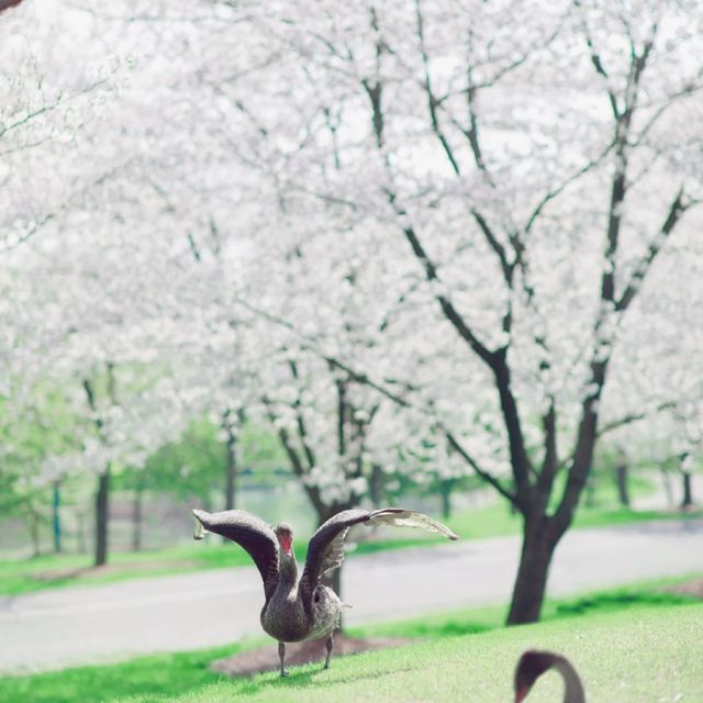 Shanghai Chenshan Botanical Garden🤩