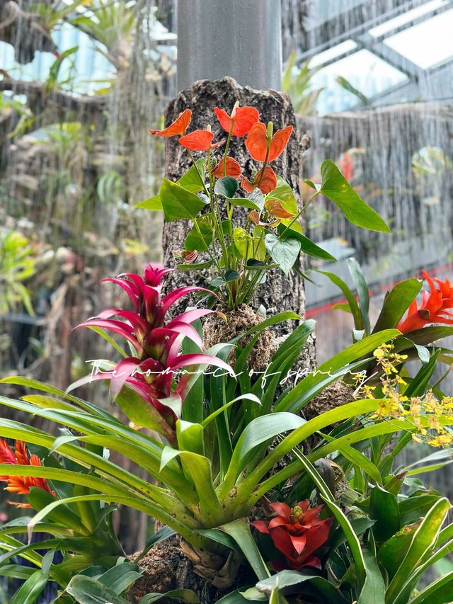 Floral Fantasy @ Gardens by the Bay 🇸🇬 