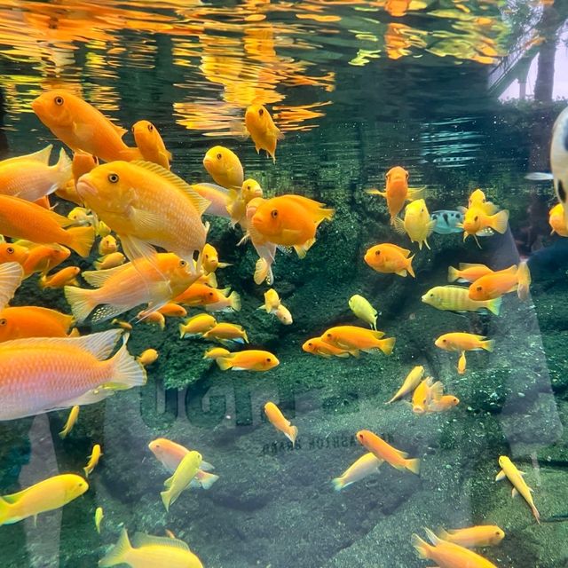 珠海長隆海洋王國之遊樂項目