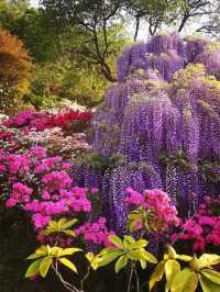 One of Japan's famous flower viewing spots | Ashikaga Flower Park