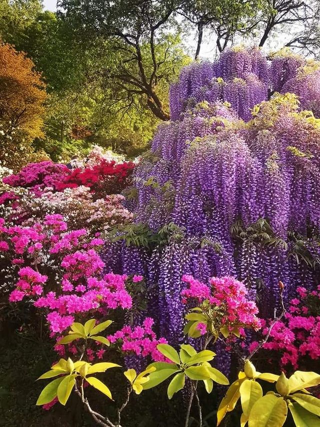 One of Japan's famous flower viewing spots | Ashikaga Flower Park