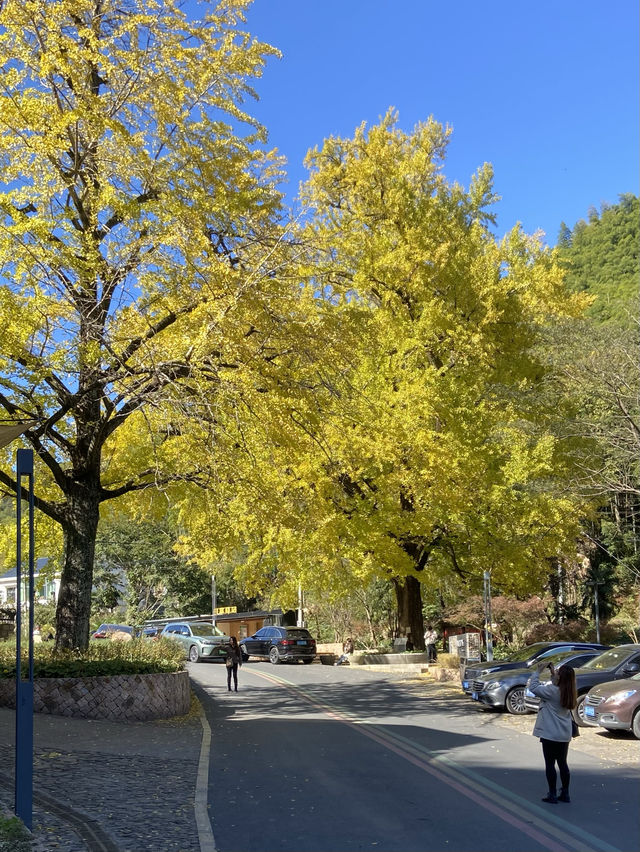 莫干山·仙潭碧坞銀杏黃了，快來拍照吧