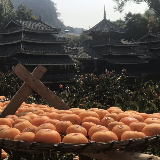 Persimmon Season in Guangdong 