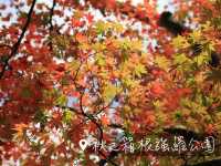 🇯🇵秋遊箱根強羅公園