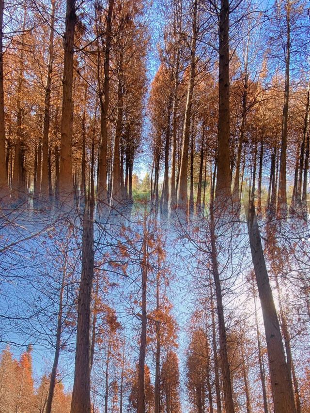 海洪濕地最浪漫的紅杉林，已成為滇池北岸最美的風景線