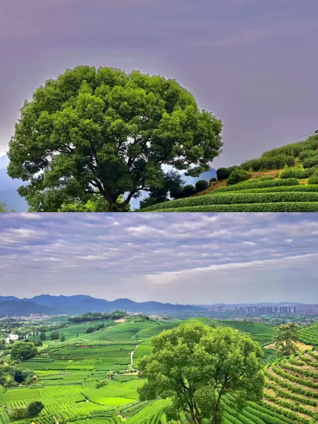 용오차촌/자연차원 산소바