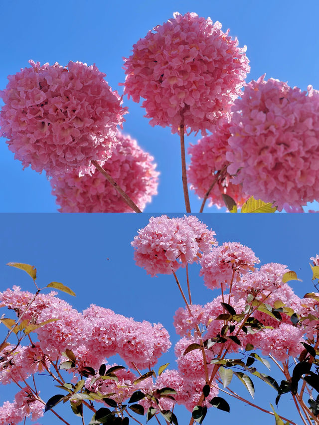 陸河紫花風鈴木