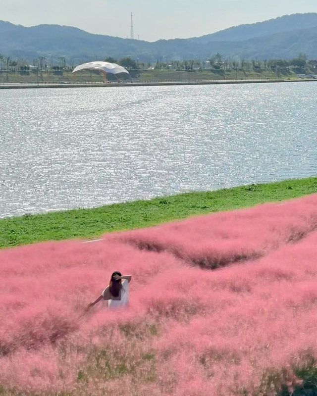 포항 형산강 장미원, 핑크뮬리의 꿈같은 풍경을 만나다! 💗