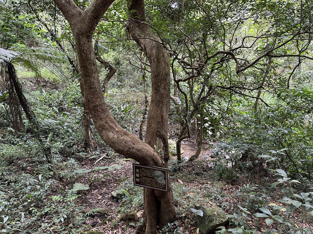 我愛五指山