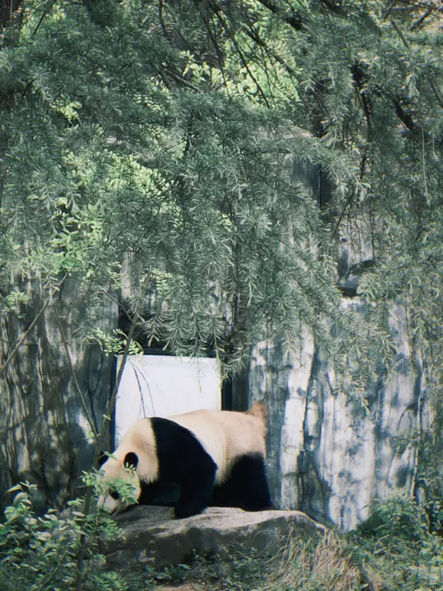 You must visit the pandas at Nanjing Hongshan Forest Zoo at least once!
