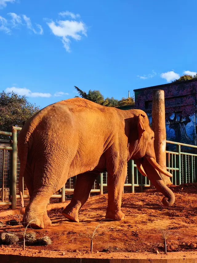 Kunming Yuantong Mountain Zoo