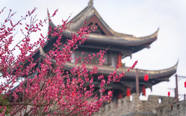 Enjoying plum blossoms in Meili Ancient Town