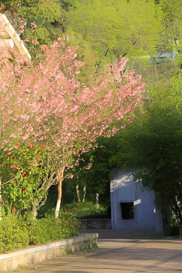 杭州春日最適合賞花的路線推薦